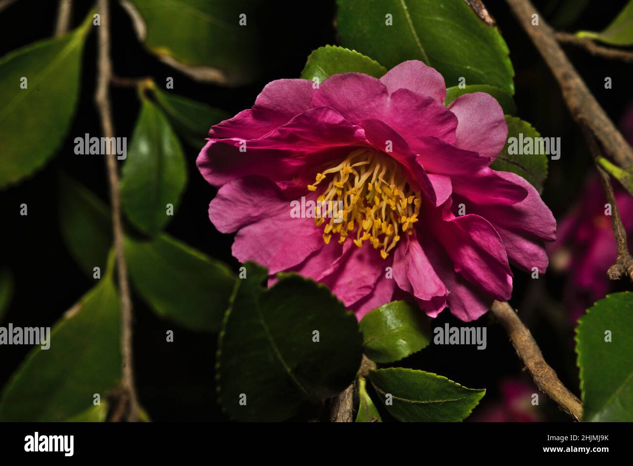 La bellezza della madre natura, abbonda nell'albero fiorito della camellia rosa. Ricco di clor di petalo rosa profondo, balza gialla e foglie verdi che aggiungono scorza e vita, Foto Stock