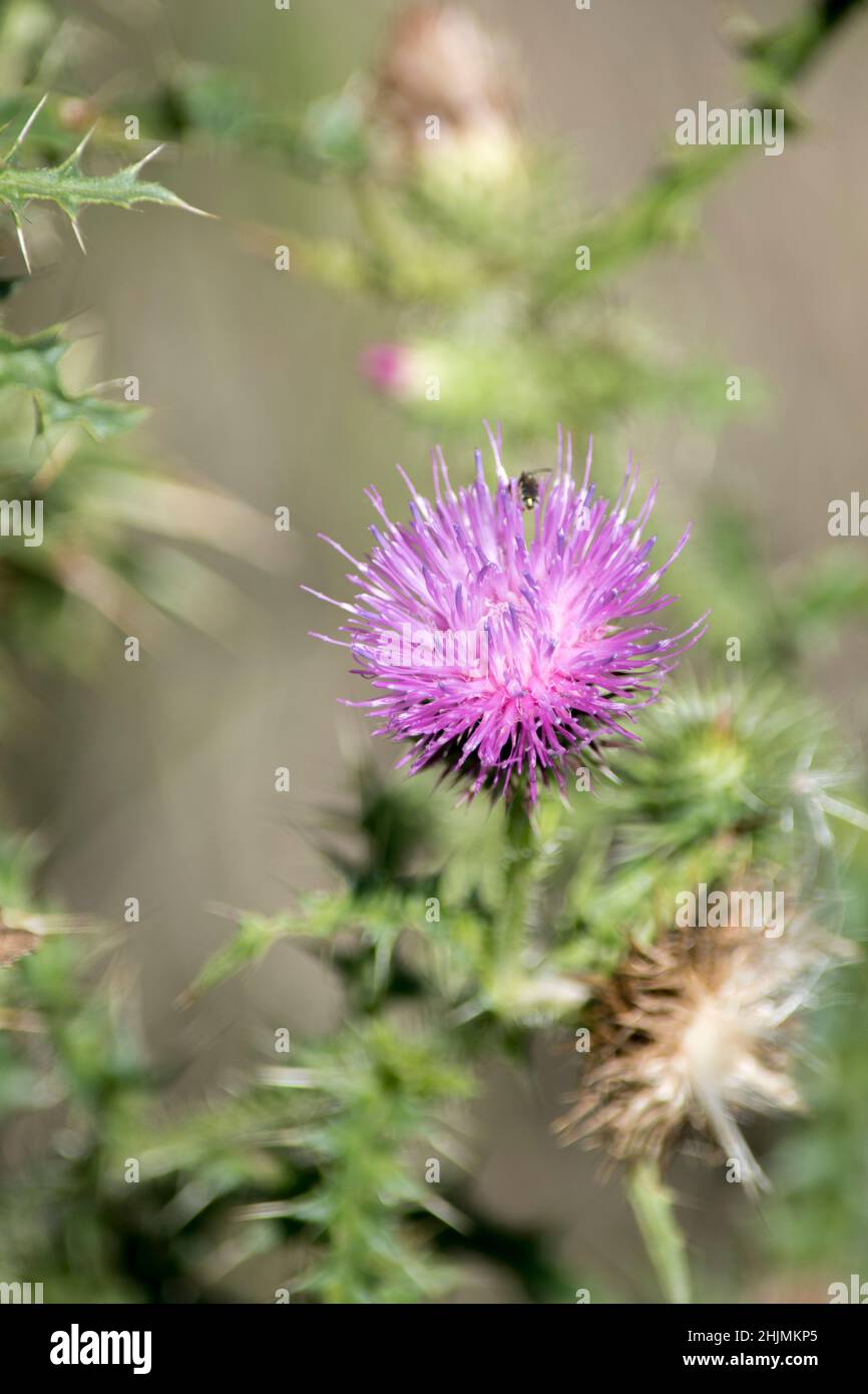 primo piano di fiori di cardo palustre fiorito in primavera Foto Stock