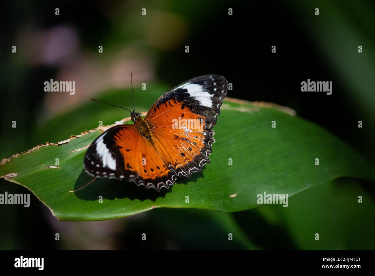 Farfalla Lacewing arancione su una foglia con le sue ali sparse Foto Stock