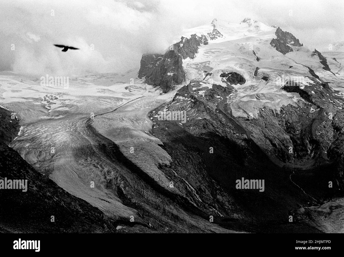Fotografia in bianco e nero di un'aquila che sorvola il ghiacciaio Gornergletscher e la montagna Monte Rosa, Zermatt, Alpi svizzere, Svizzera, Europa, 2009. Foto Stock