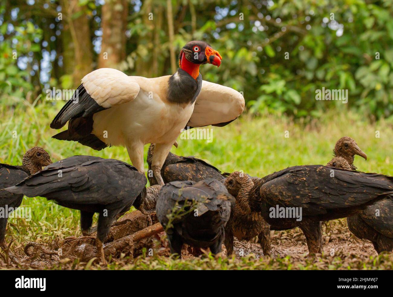 King Vulture (Sarcoramphus papa) Foto Stock