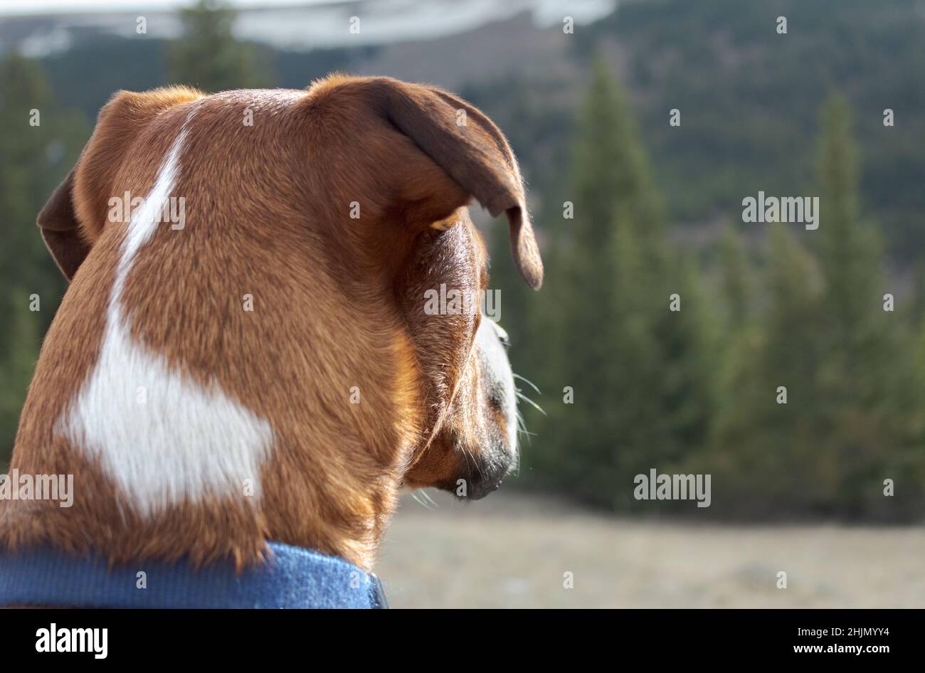 Il migliore amico dell'uomo Foto Stock