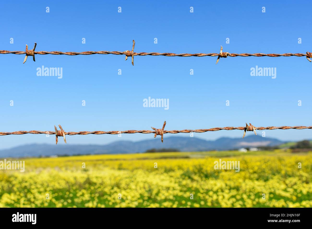 Recinzione con filo spinato. Campo in fiore giallo sfocato e sfondo blu del cielo Foto Stock