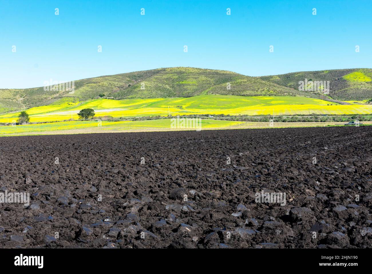 Campo agricolo arato e preparato per piantare colture in primavera. Senape giallo selvatico super fiore all'orizzonte Foto Stock