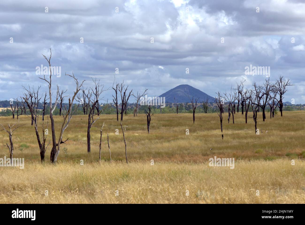 Alberi Ringbarked un metodo usato per liberare la terra per fare il posto per l'erba in bestiame che pascola Camboon Queensland Australia Foto Stock
