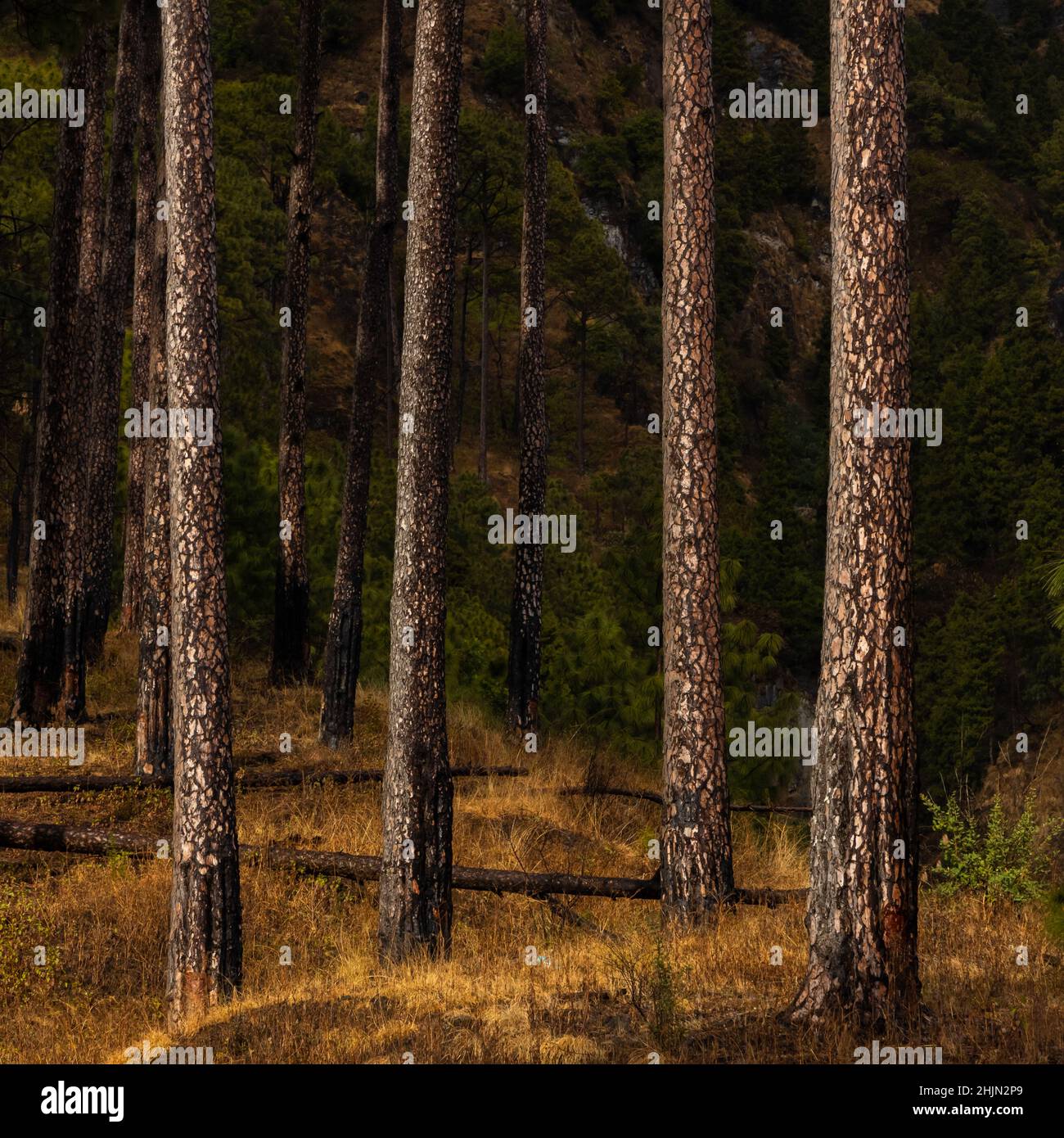 Un'ampia vista di pini dritti con sottobosco secco durante la stagione autunnale Foto Stock