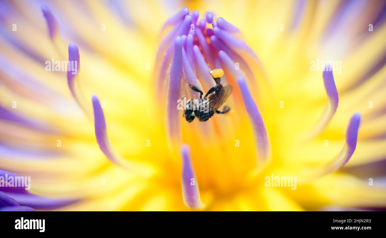 Acqua giglio macro colpo, piccola ape raccolta nettare da acqua giglio fiore STAMENS, ape occupato primo piano nella gloria mattina. Foto Stock