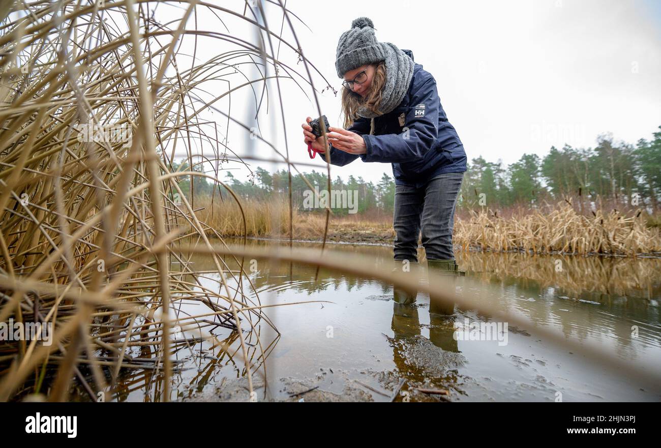 PRODUZIONE - 27 gennaio 2022, bassa Sassonia, Langenbrügge: Leonie Braasch, project worker presso l'Agenzia statale della bassa Sassonia per la gestione delle acque, la protezione costiera e la conservazione della natura (NLWKN), controlla i lavori in un'acqua di mare. A causa della grave siccità dei suoli, è in pericolo la riproduzione di natterjack e spadefoot, rane d'albero, rane di fossato, piccole rane d'acqua e grandi nevi crestati. Un escavatore viene utilizzato per approfondire ed allargare le tre acque stillanti per impedirne l'essiccazione, tra le altre cose. (A dpa Sand Pit vicino Uelzen è sognato per la protezione anfibia) Foto: Foto Stock