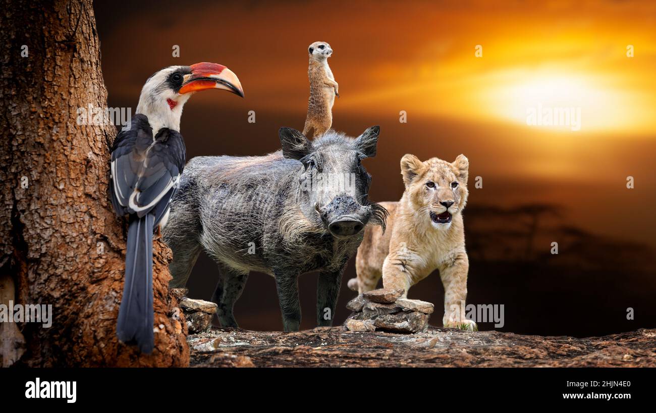 Chiudi leone animali africani, hornbill, meerkat, warthog su sfondo savanna tramonto Foto Stock