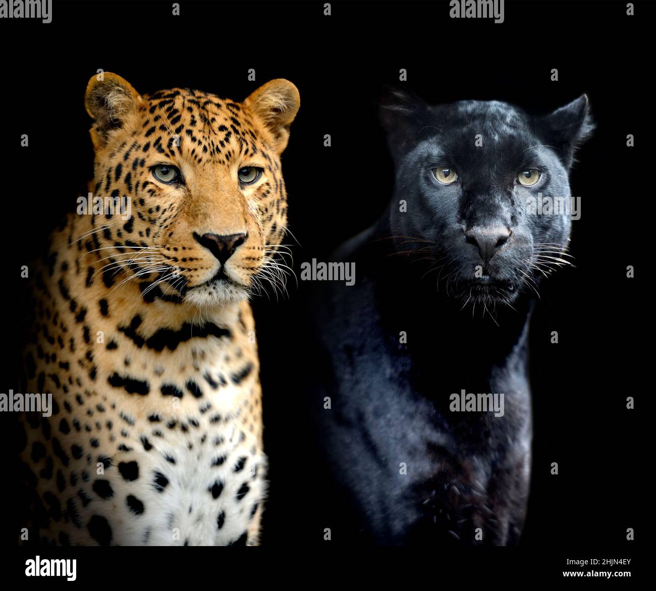 Primo piano verticale due leopardi su sfondo nero Foto Stock