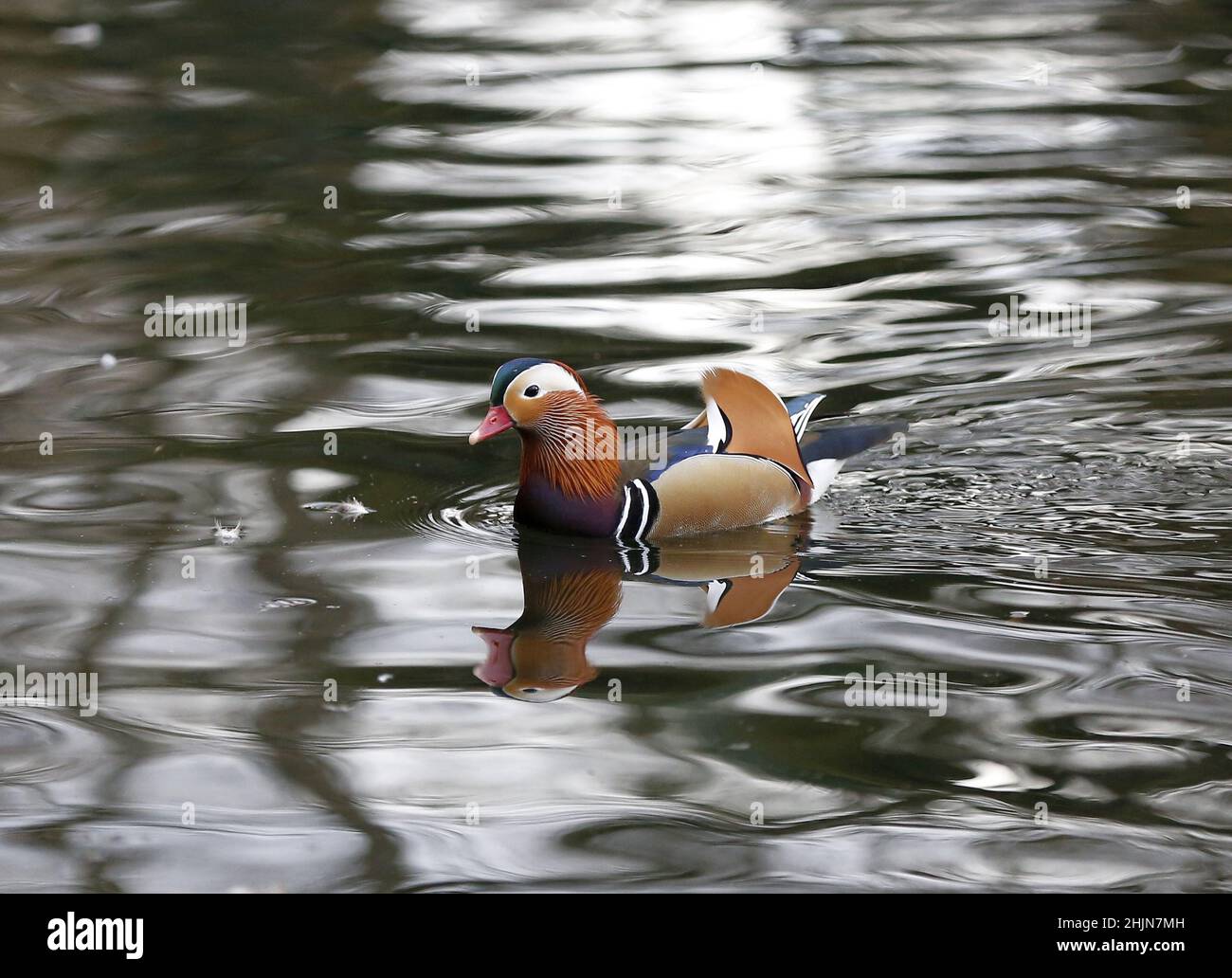 Berlino, Germania. 30th Jan 2022. Berlino: Anatre mandarine nello stagno a Stadtpark Steglitz nel quartiere berlinese di Steglitz (Foto di Simone Kuhlmey/Pacific Press) Credit: Pacific Press Media Production Corp./Alamy Live News Foto Stock