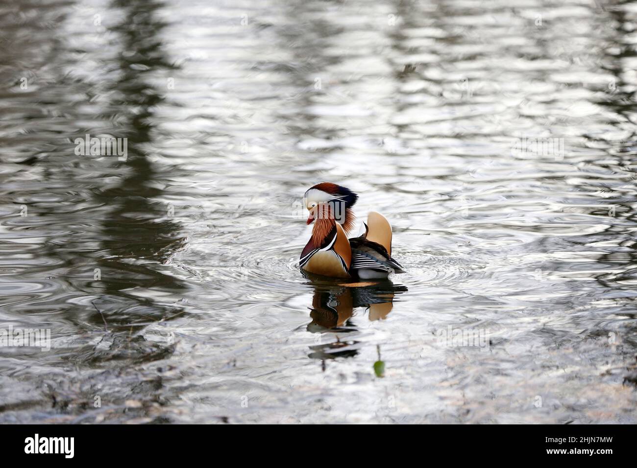 Berlino, Germania. 30th Jan 2022. Berlino: Anatre mandarine nello stagno a Stadtpark Steglitz nel quartiere berlinese di Steglitz (Foto di Simone Kuhlmey/Pacific Press) Credit: Pacific Press Media Production Corp./Alamy Live News Foto Stock