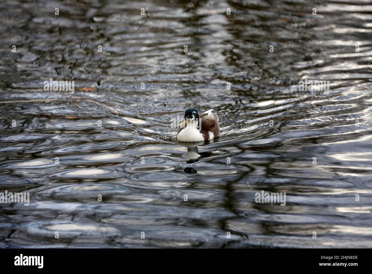 Berlino, Steglitz, Germania. 30th Jan 2022. Berlino: Anatra nello Stadtpark Steglitz (Credit Image: © Simone Kuhlmey/Pacific Press via ZUMA Press Wire) Foto Stock