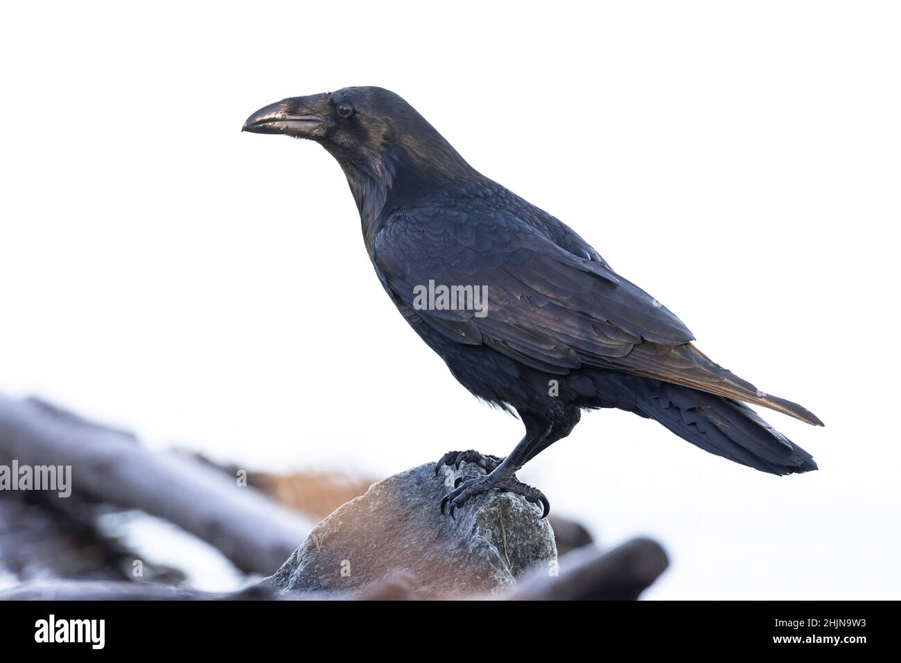 Uccello nero Raven a Vancouver BC Canada Foto Stock