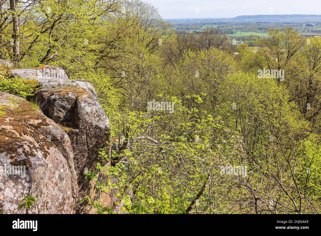 Parete rocciosa con verde foresta in erba Foto Stock