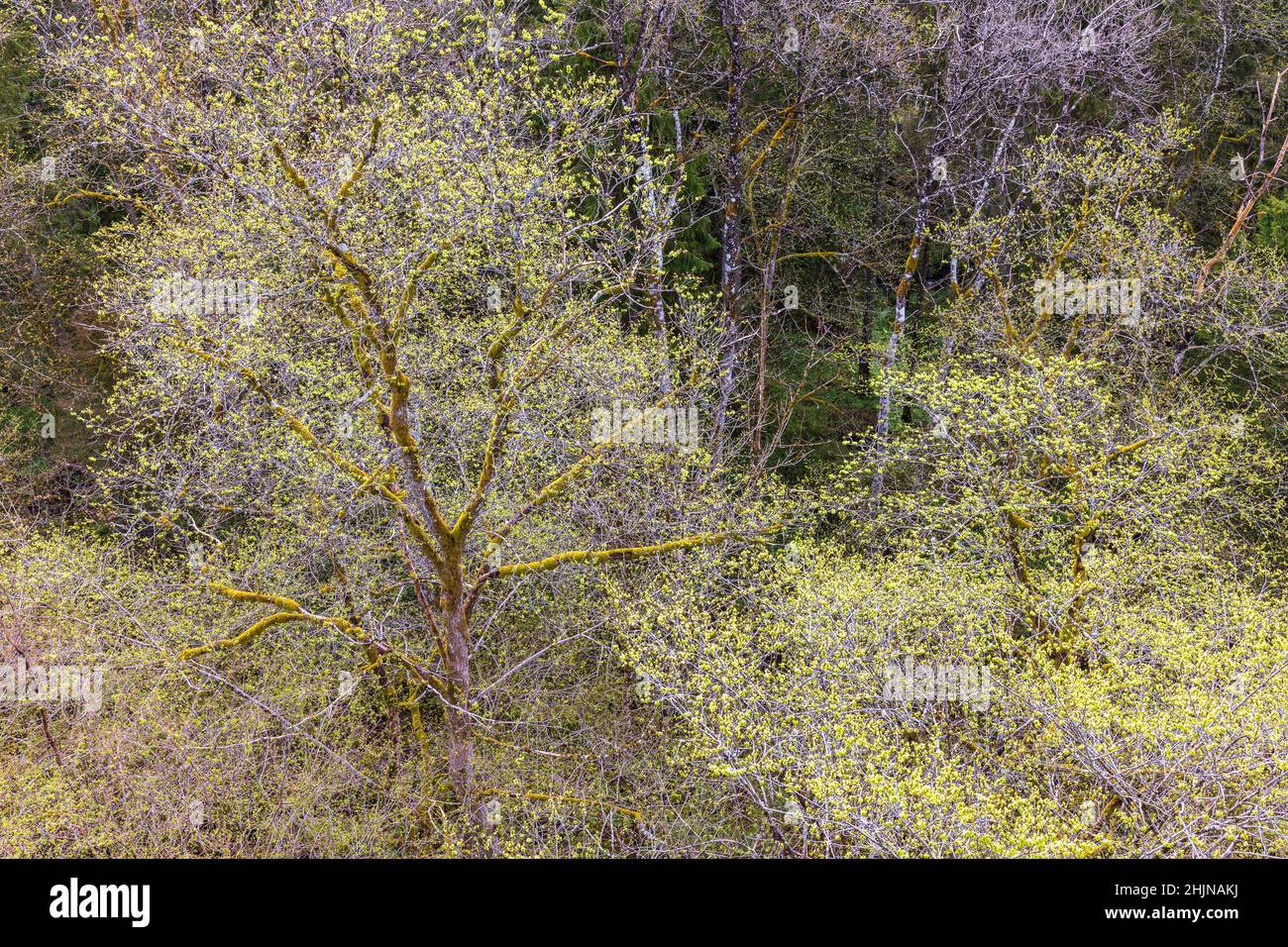 Primavera nel bosco con rigogliosi alberi verdi Foto Stock