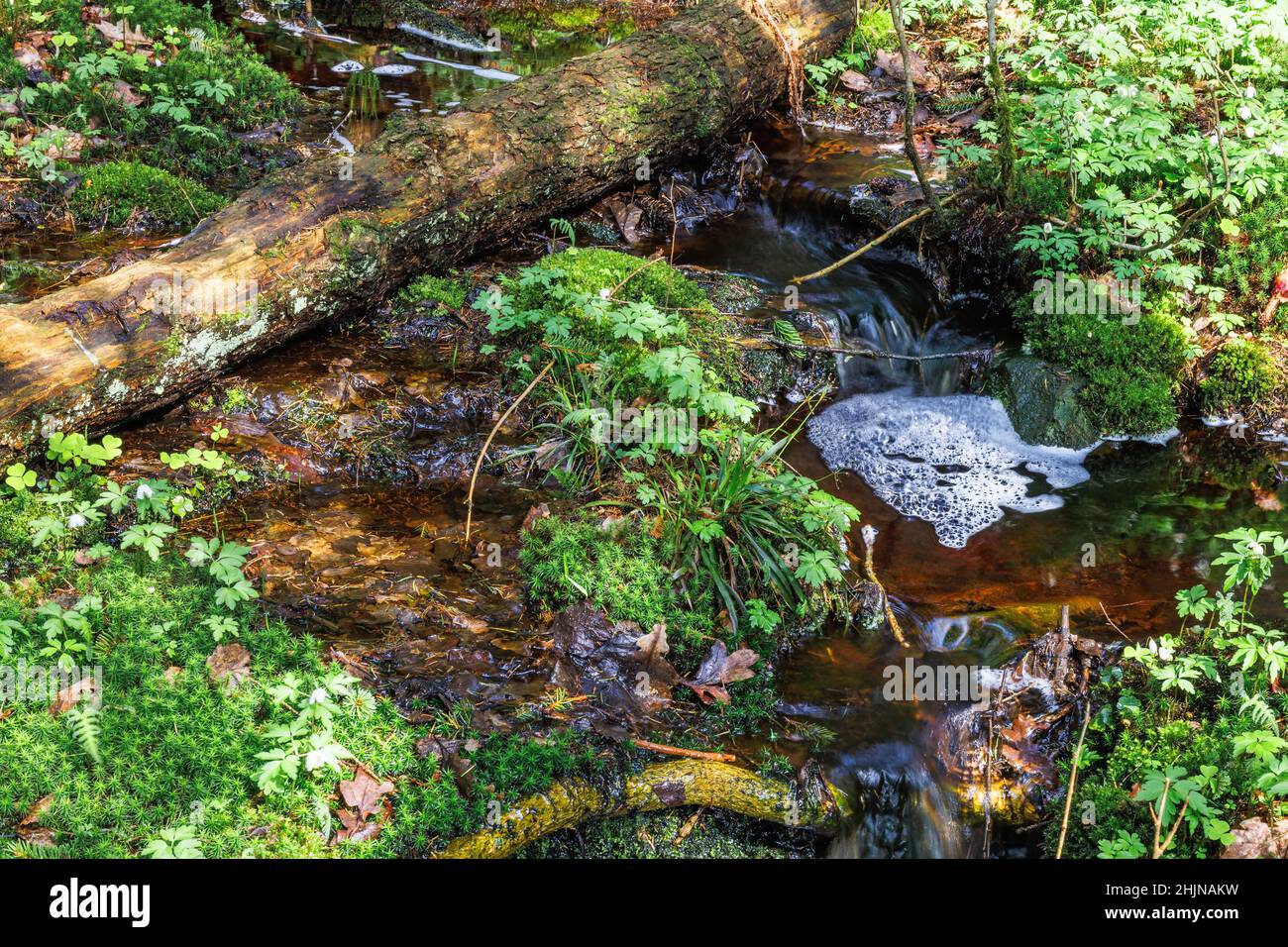 Acqua fluente in un torrente di foresta Foto Stock