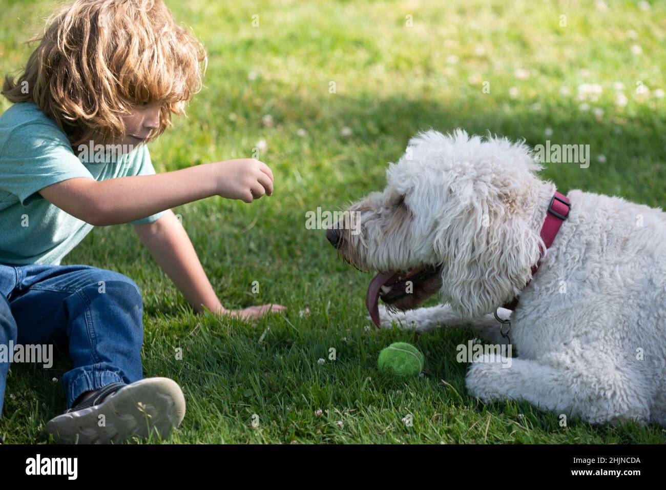 Ritratto di un bambino ragazzo gioca con un cane all'aperto. Giochi di PET ball. Foto Stock