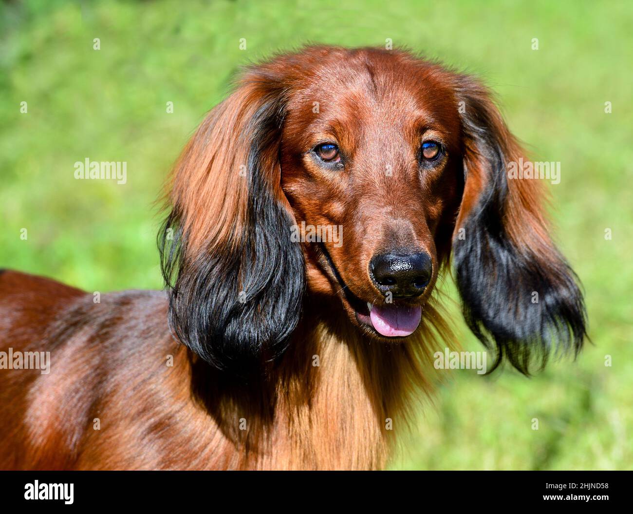 Ritratto a capelli lunghi Dachshund. Dachshund è nel parco. Foto Stock