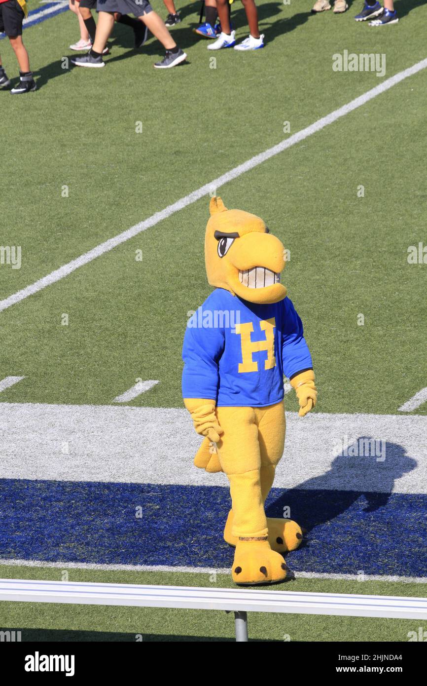 Hutchinson Salt Hawk Mascot su un campo da calcio con erba verde Foto Stock