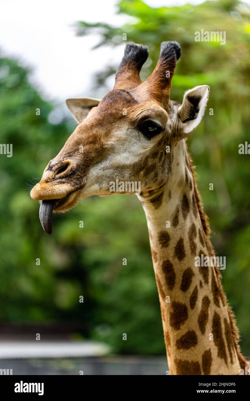 Ritratto di una simpatica giraffa in natura guardando a distanza con la lingua fuori Foto Stock