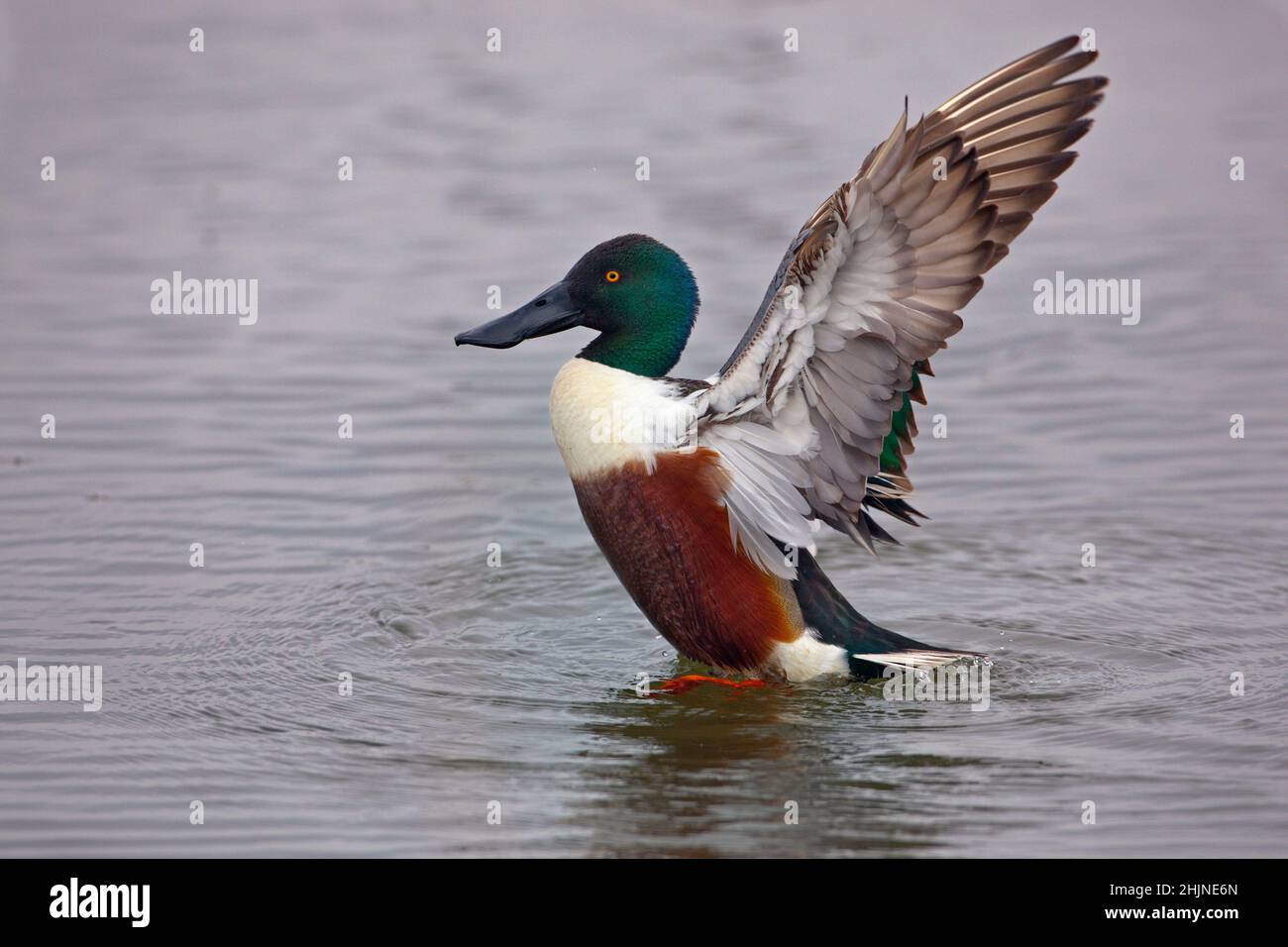 Shoveler Anas clypeata che allunga le ali Foto Stock