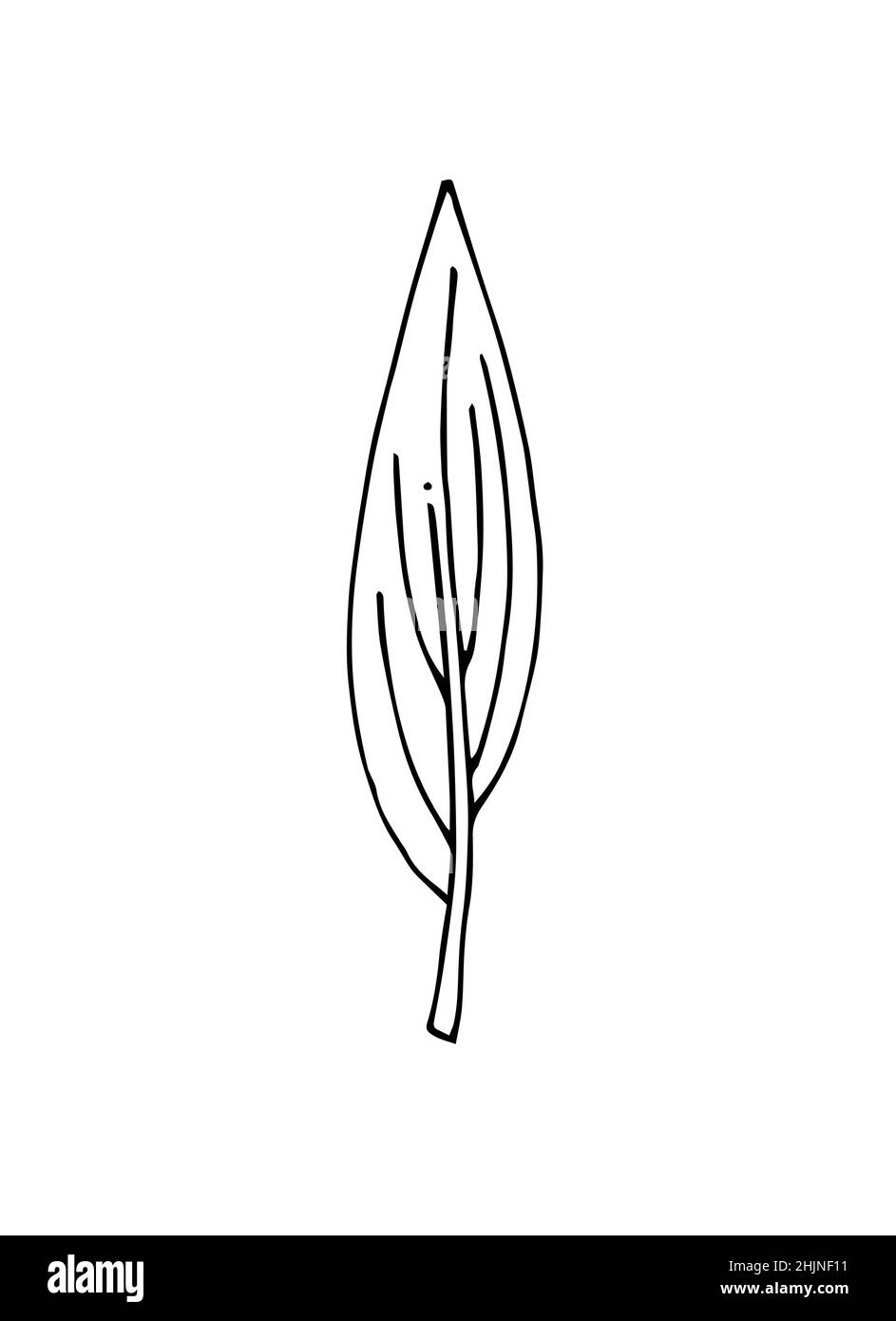 Foglia di albero stretta. Disegno a mano del contorno. Schizzo isolato su sfondo bianco. Vettore Illustrazione Vettoriale
