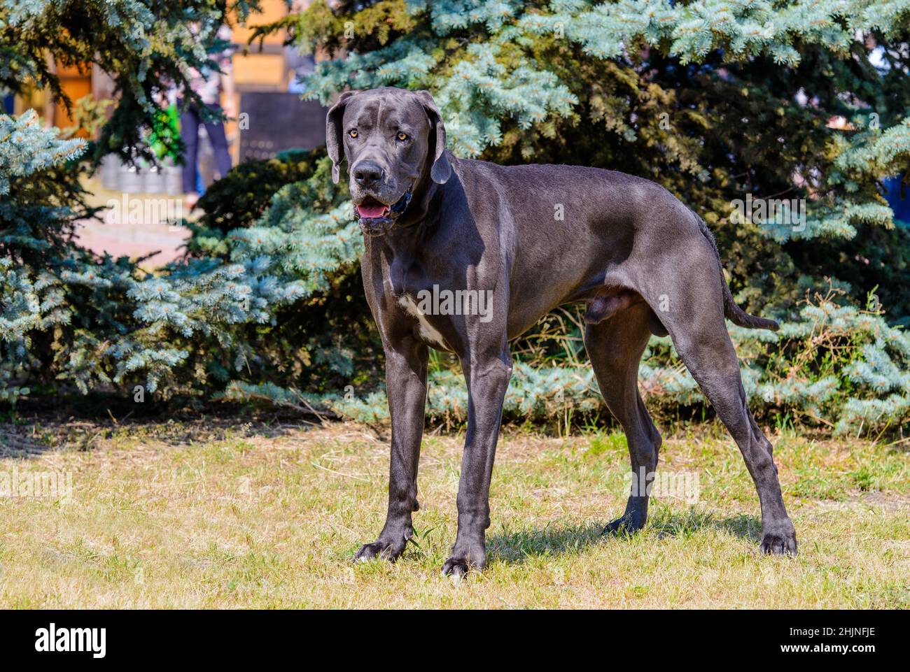 Great Dane si alza. Il colore blu Great Dane si erge sull'erba del parco. Foto Stock