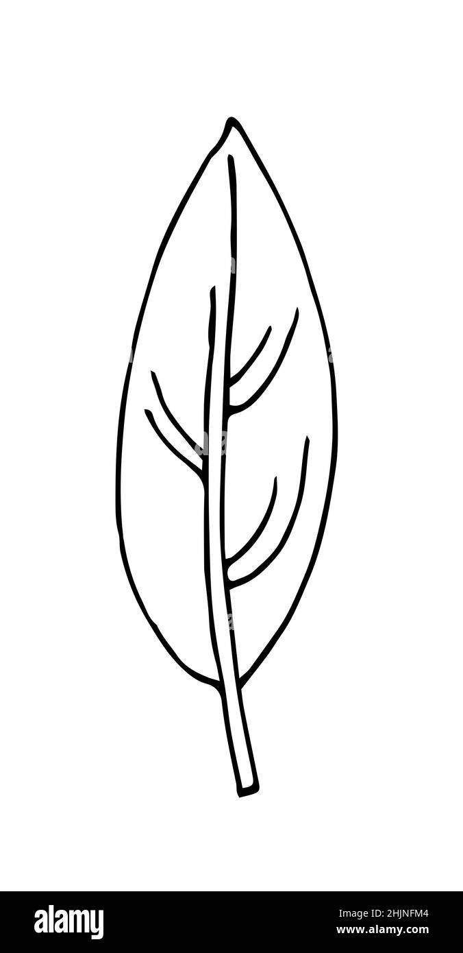 Foglia di albero. Disegno a mano del contorno. Schizzo isolato su sfondo bianco. Vettore Illustrazione Vettoriale