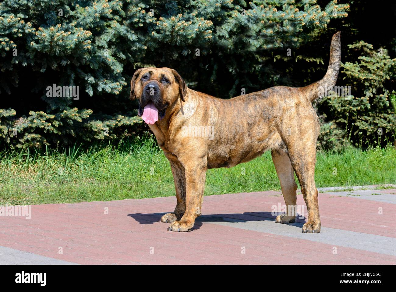 Presa Canario guarda nella fotocamera. Il presa Canario si trova nel parco cittadino. Foto Stock