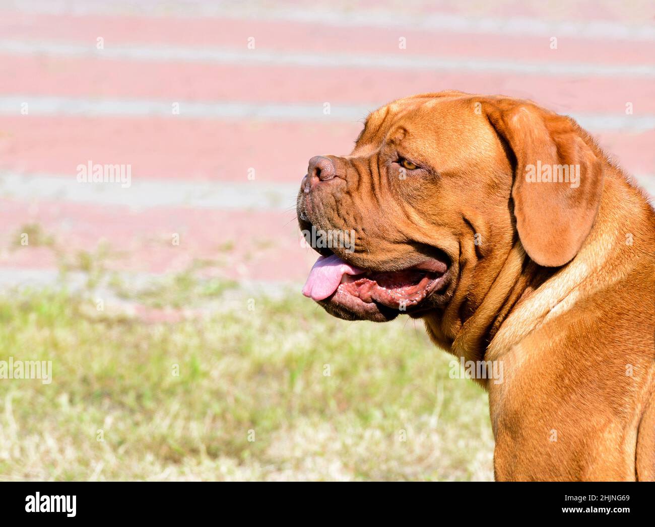 Dogue de Bordeaux ritratto. Il Dogue de Bordeaux si trova nel parco cittadino. Foto Stock