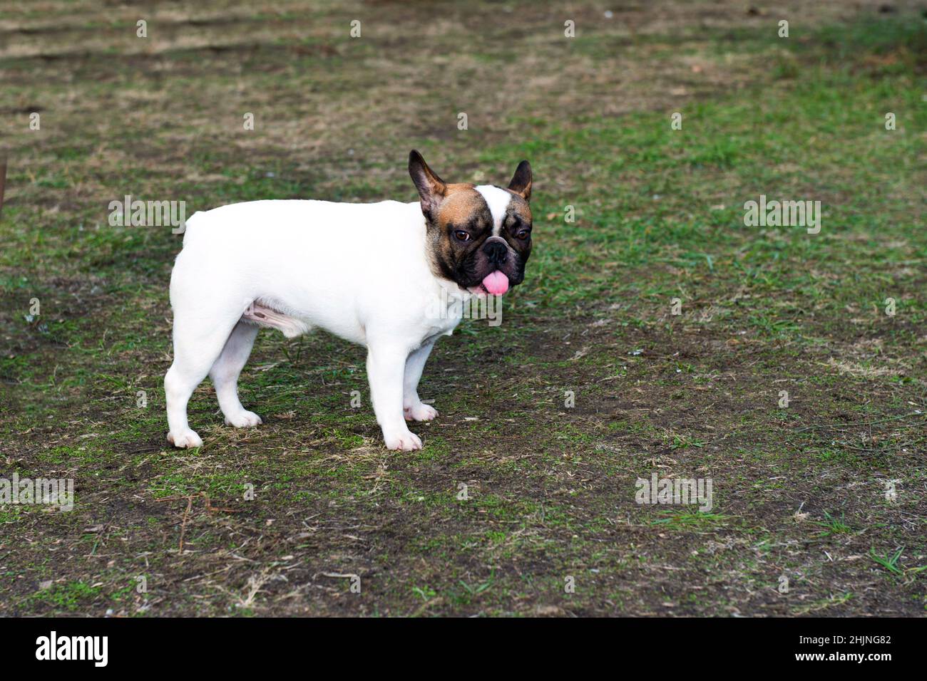 Bulldog francese con lingua. Il Bulldog francese è nel parco. Foto Stock