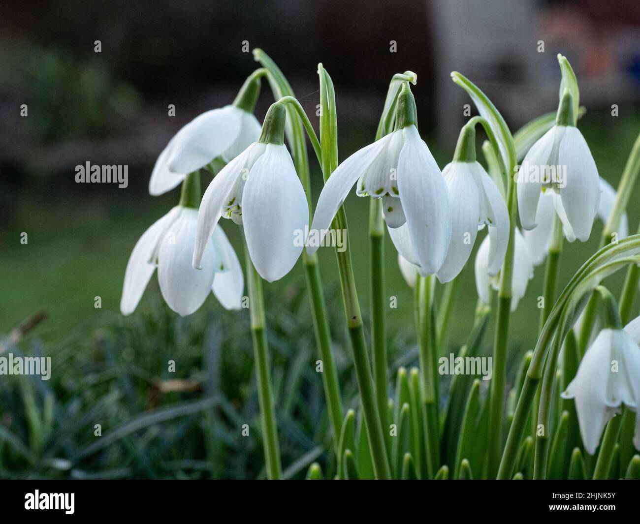 Primo piano di un gruppo di fiori bianchi a punta verde di Galanthus "Lady Beatrix Stanley" Foto Stock