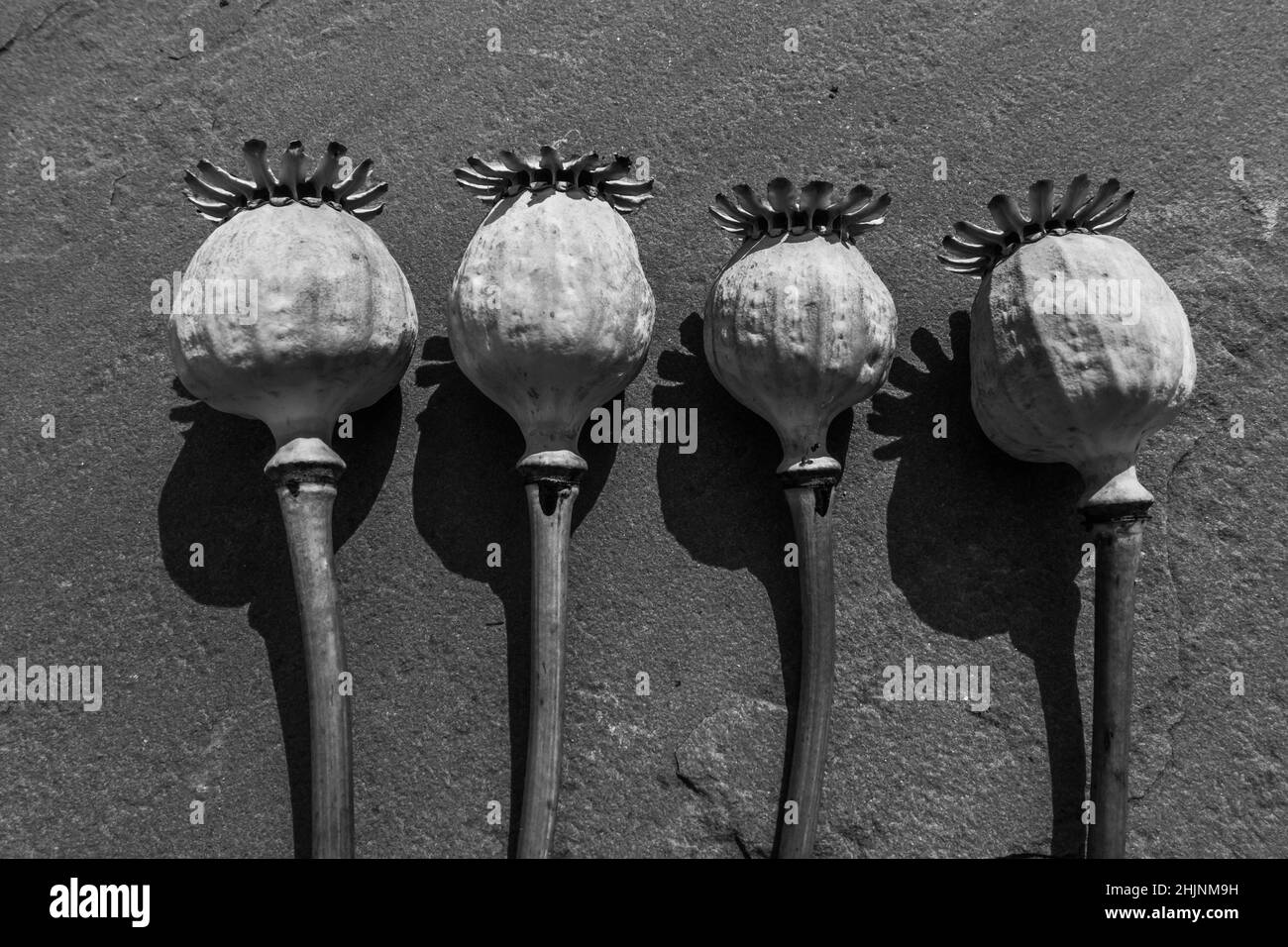 Papaver sniferum (Opium Poppy) teste di seme essiccate su superficie testurizzata, agosto 2021. Foto Stock