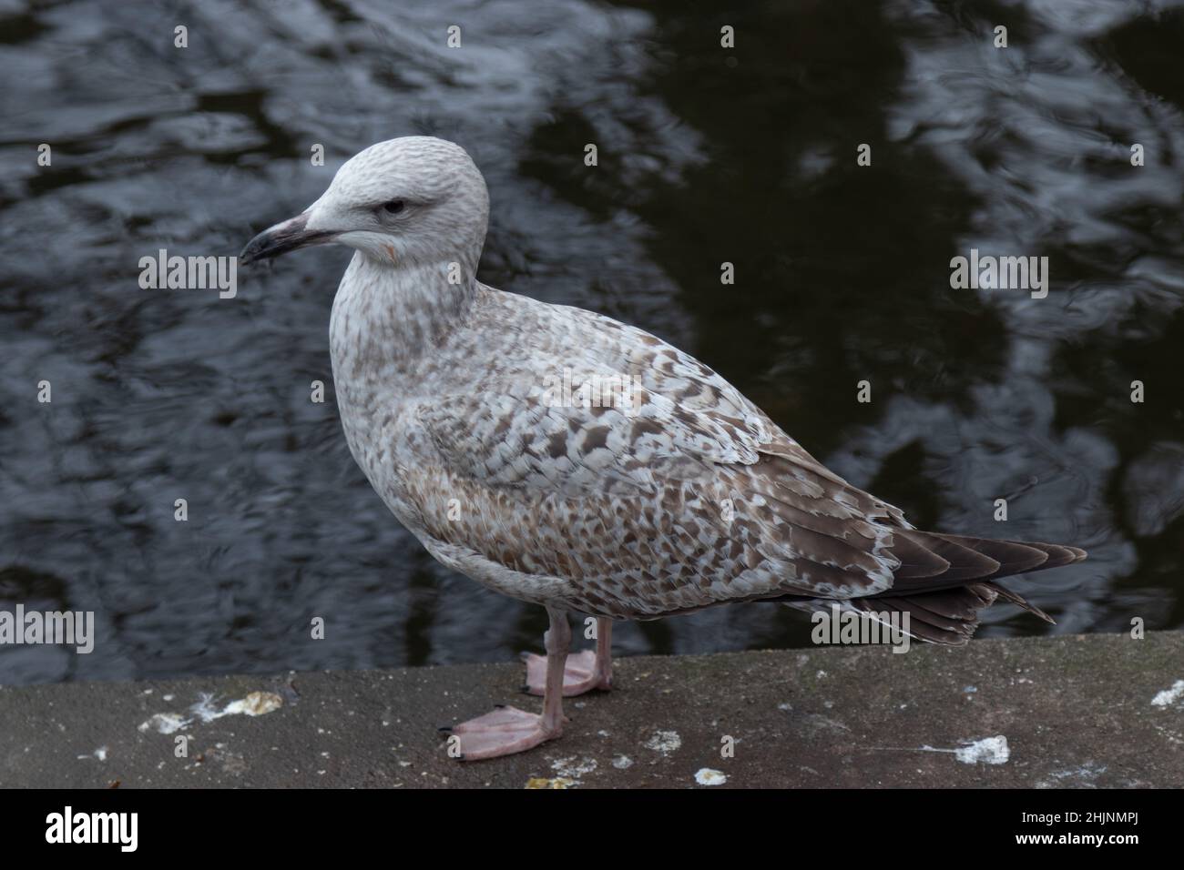 Gabbiani sul molo, fotografia closeup, ritratto di gabbiani, St Stephen’s Green City Park, urbano, fotografia di strade, Dublino, Irlanda Foto Stock