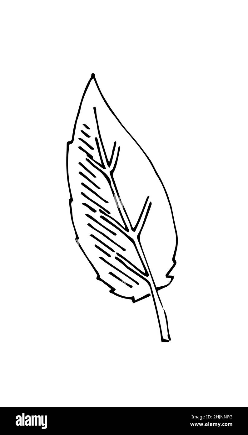 Foglia di albero. Disegno a mano del contorno. Schizzo isolato su sfondo bianco. Vettore Illustrazione Vettoriale