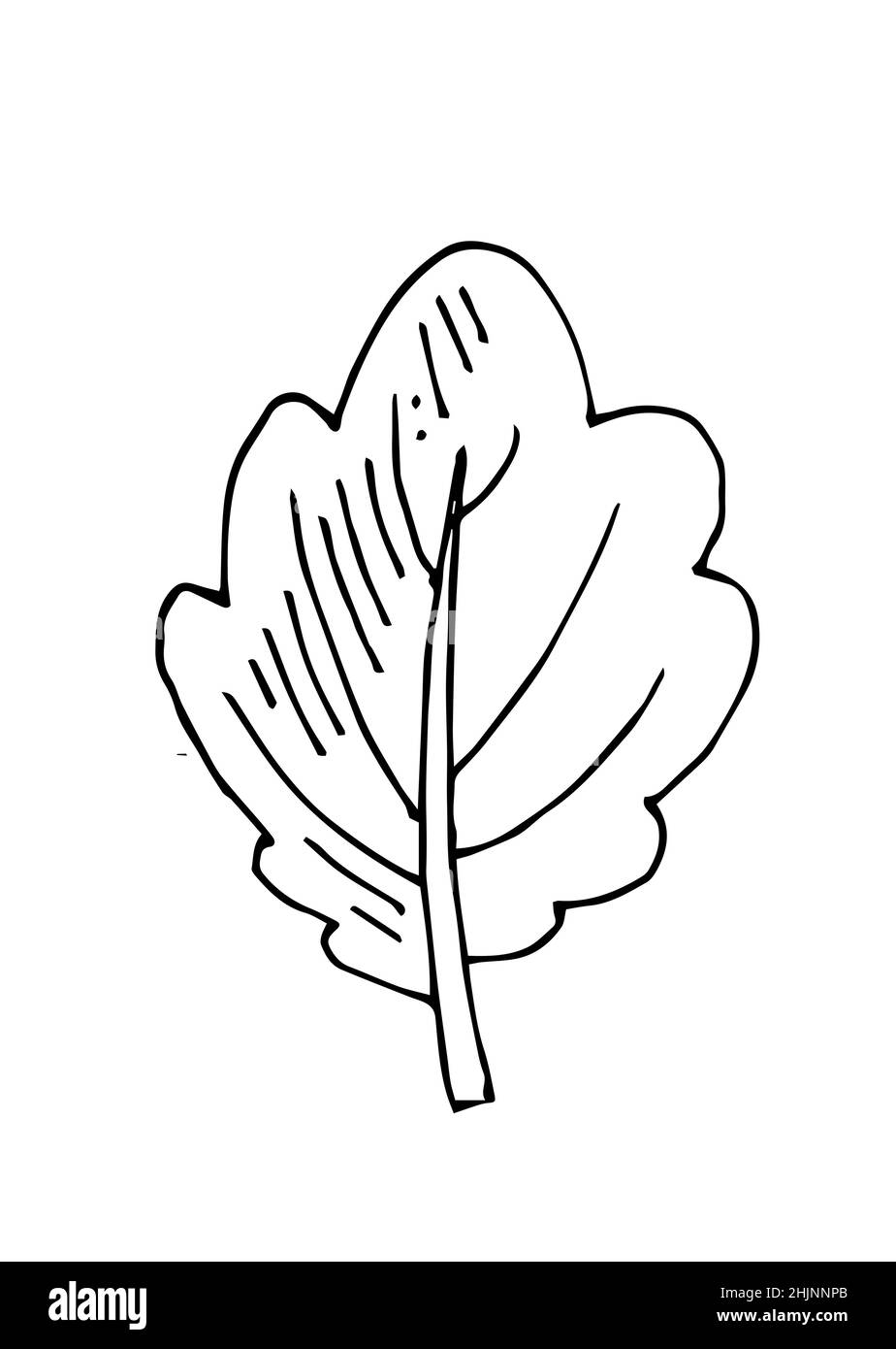 Foglia di albero. Disegno a mano del contorno. Schizzo isolato su sfondo bianco. Vettore Illustrazione Vettoriale