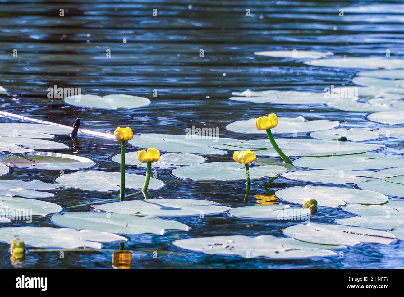 Addensati e fiori di giglio d'acqua giallo nel laghetto. Bella acqua giallo giglio fiori. Nuphar lutea Foto Stock