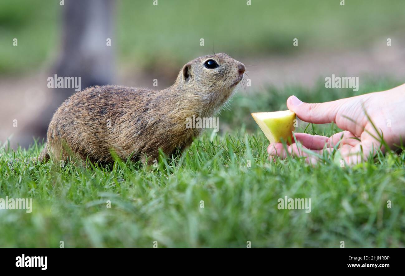 Cute Europen terra scoiattolo mangiare in ambiente naturale, primo piano, dettaglio, Spermophilus citellus, Slovacchia Foto Stock
