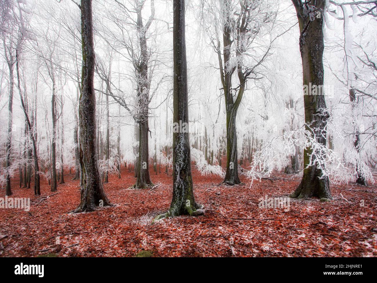 Foresta in inverno con alberi congelati Foto Stock