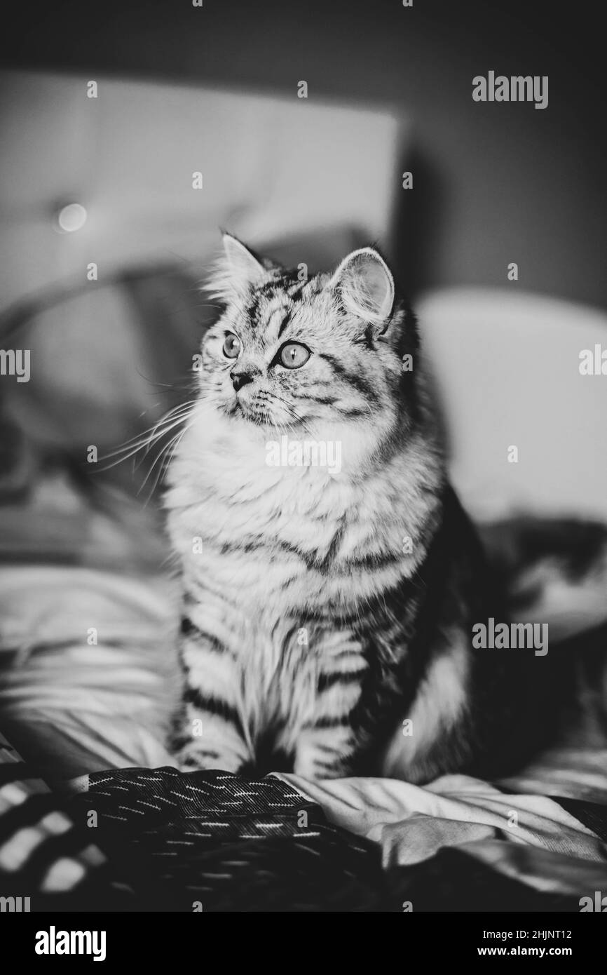 Carino ritratto di gatto persiano seduto sul divano Foto Stock