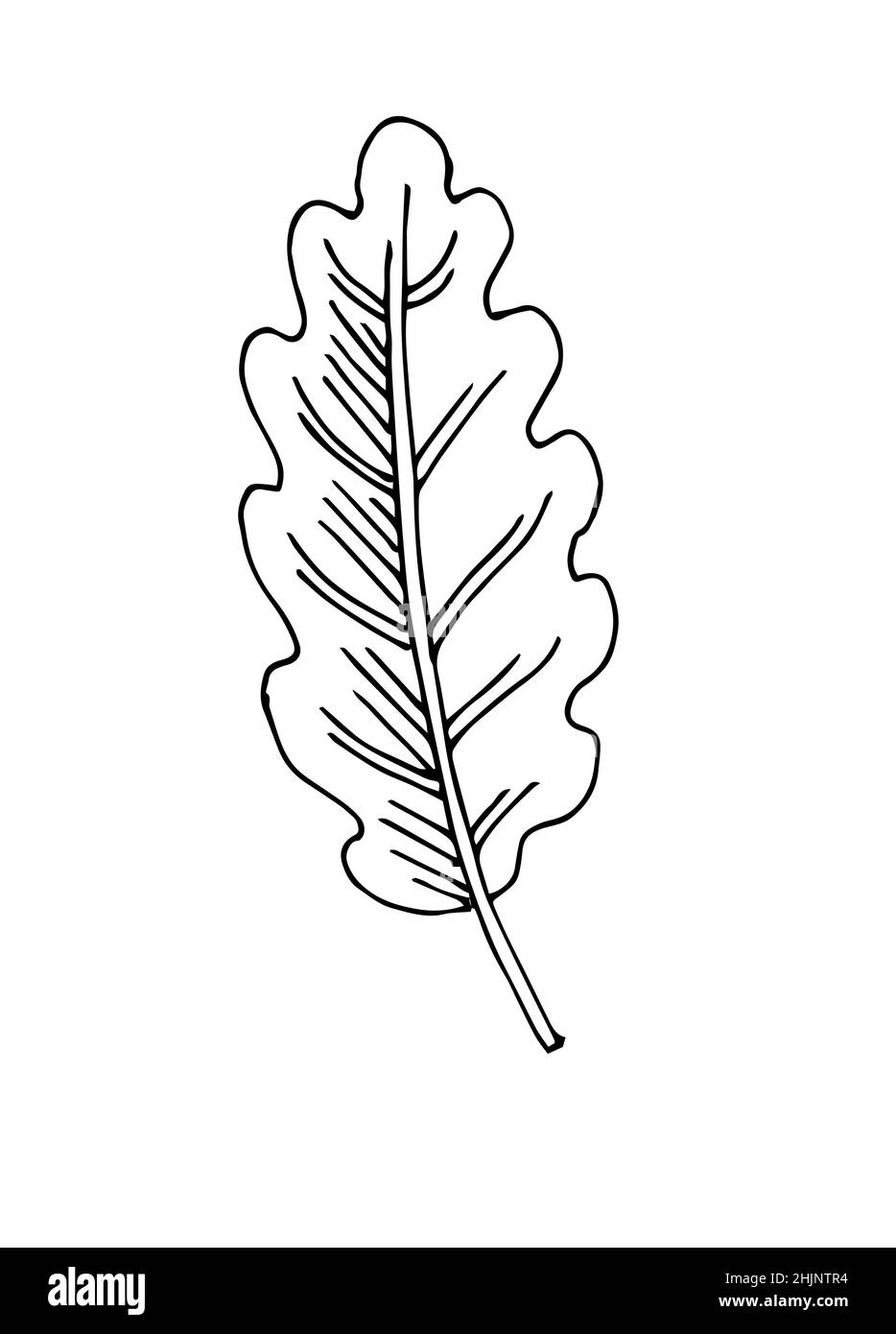 Foglia di albero. Disegno a mano del contorno. Schizzo isolato su sfondo bianco. Vettore Illustrazione Vettoriale