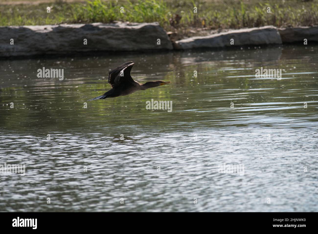 Cormorano a doppio crestato che vola in basso sull'insenatura del lago di Finger Lakes nella regione di New York Foto Stock