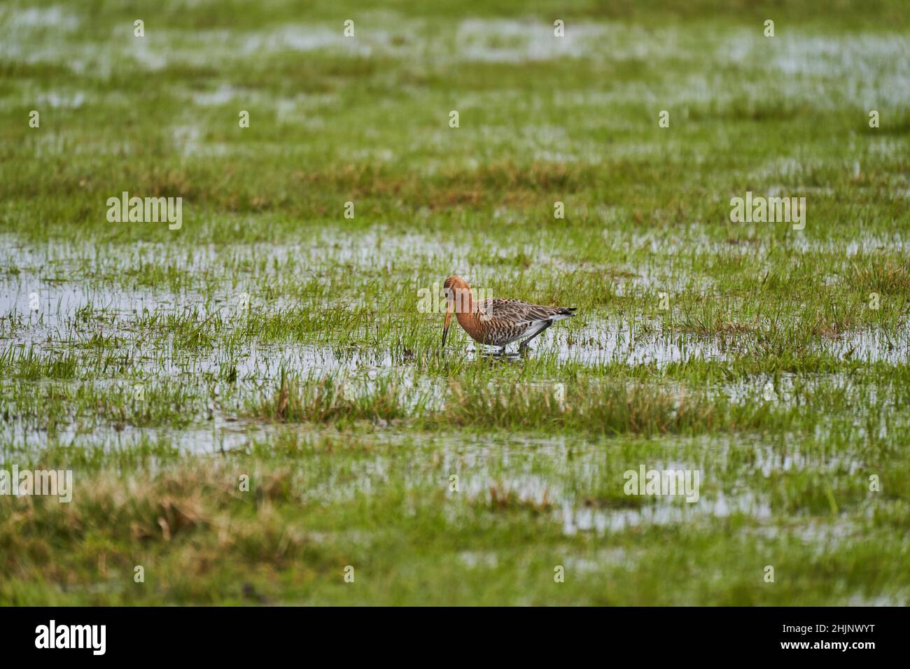 Il godwit dalla coda nera, Limosa limosa, è un grosso cetriolo con gambe lunghe e una bolletta molto lunga Foto Stock