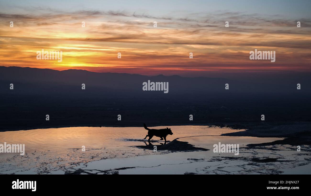 Cane in corsa su travertini Pamukkale, serata estiva Foto Stock