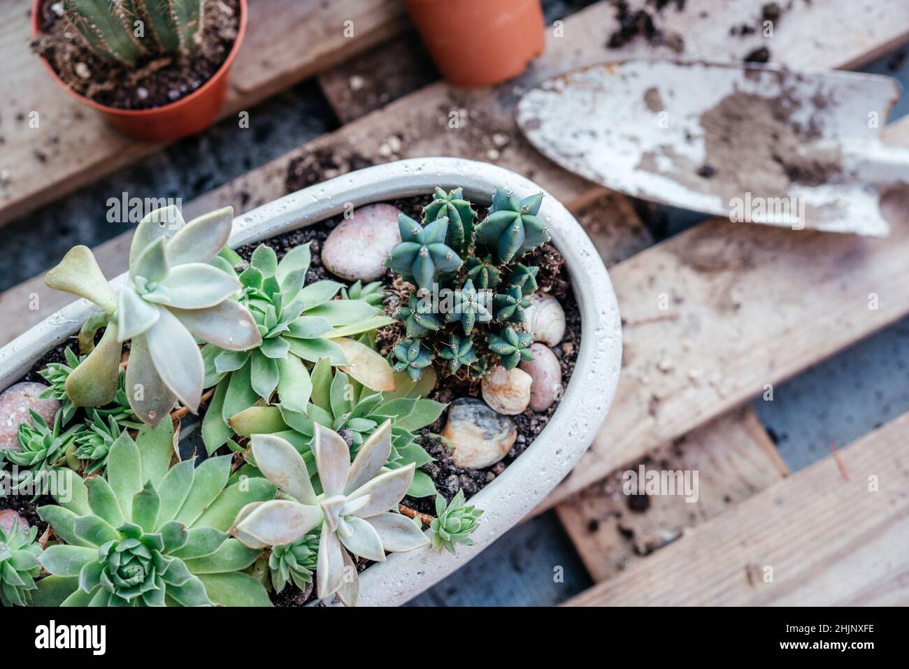 Succole e cactus reputanti a casa, attrezzi, pentole e annaffiatoio può Foto Stock