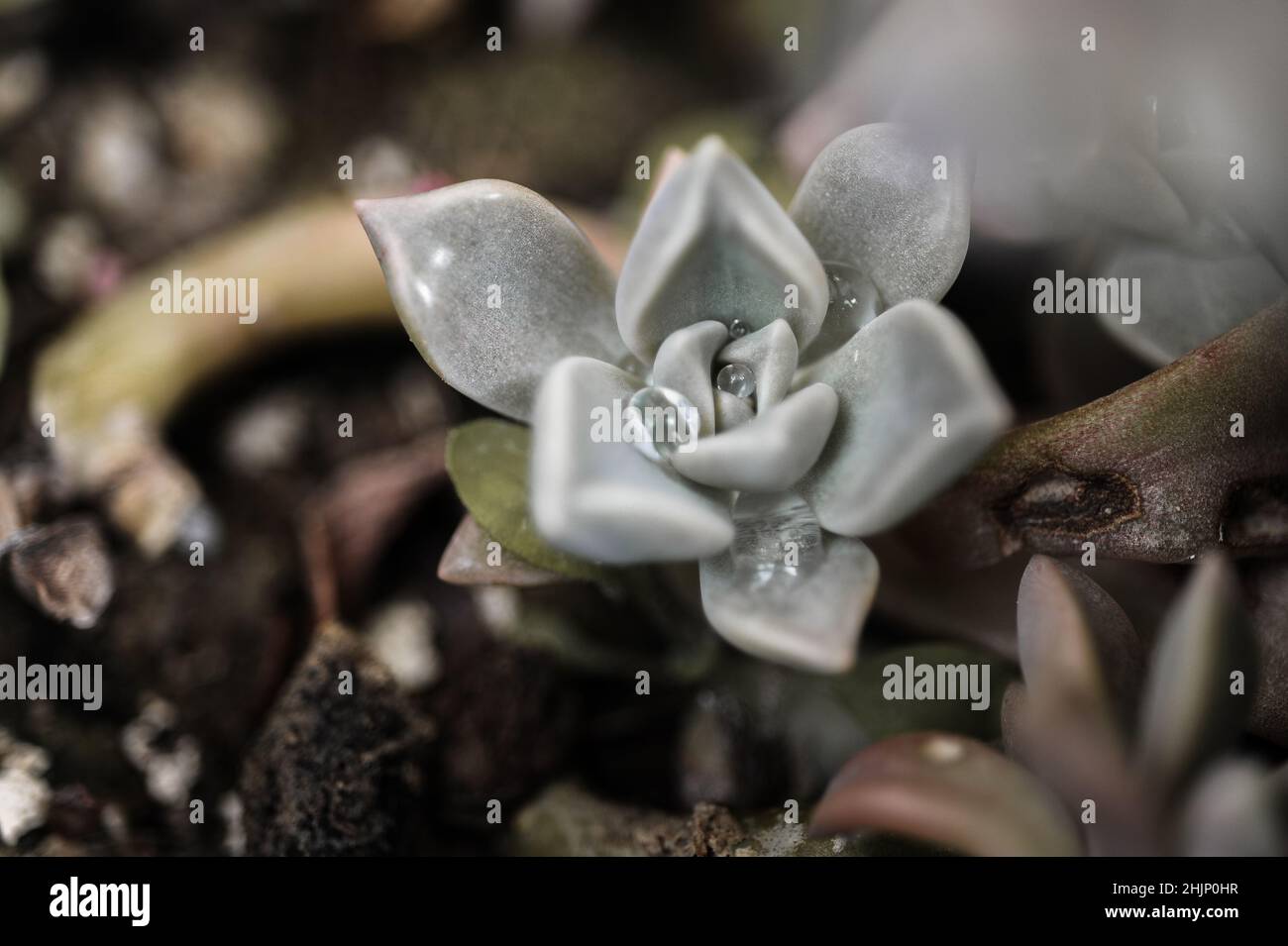 Vista dall'alto succulenta, vista ravvicinata del succulento con gocce di pioggia all'interno, messa a fuoco selettiva Foto Stock