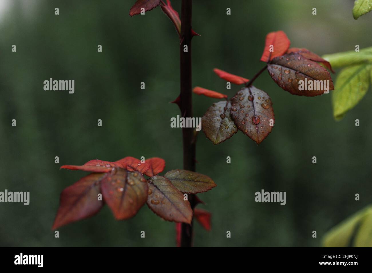 Primo piano delle gocce di pioggia sulle foglie, foto verticale, bella vista, messa a fuoco selettiva Foto Stock