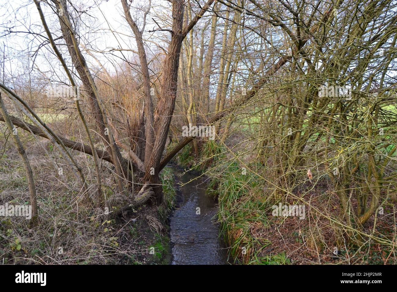 Il Kyd Brook in inverno. Petts Wood, Hawkwood Estate, Tong Farm. Questo torrente sorge a Locksloet e diventa il fiume Quaggy, affluente del Tamigi Foto Stock