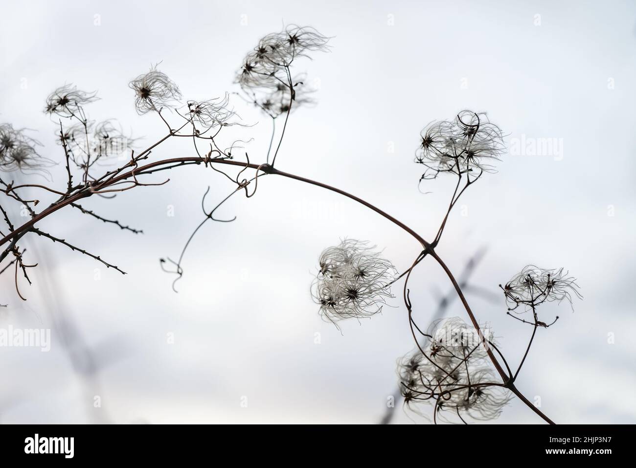 Bel ramo arciante con filigrana infruttescenza della clematide selvaggia (Clematis vitalba) su sfondo grigio chiaro in inverno e primavera, co Foto Stock